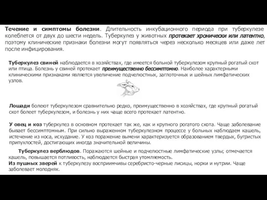 Течение и симптомы болезни. Длительность инкубационного периода при туберкулезе колеблется от