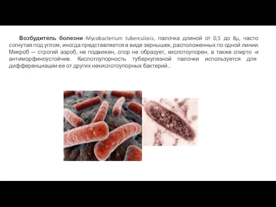 Возбудитель болезни -Mycobacterium tuberculosis, палочка длиной от 0,5 до 8µ, часто