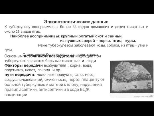 Эпизоотологические данные. К туберкулезу восприимчивы более 55 видов домашних и диких