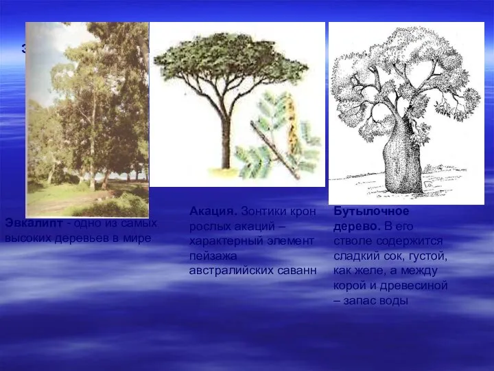 Эвкалипт - одно из самых высоких деревьев в мире Эвкалипт -