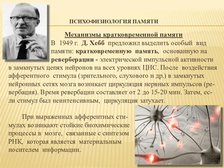 ПСИХОФИЗИОЛОГИЯ ПАМЯТИ Механизмы кратковременной памяти В 1949 г. Д. Хебб предложил