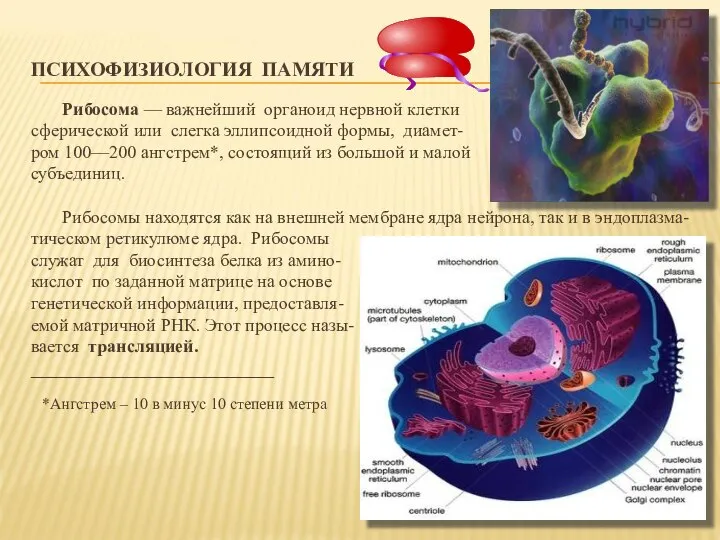 ПСИХОФИЗИОЛОГИЯ ПАМЯТИ Рибосома — важнейший органоид нервной клетки сферической или слегка