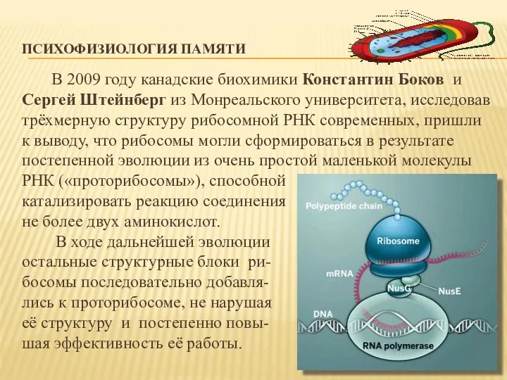 ПСИХОФИЗИОЛОГИЯ ПАМЯТИ В 2009 году канадские биохимики Константин Боков и Сергей