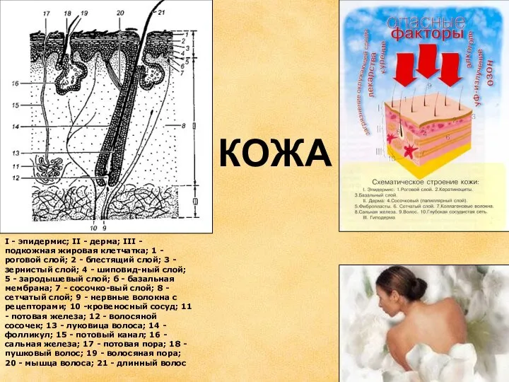 КОЖА I - эпидермис; II - дерма; III - подкожная жировая