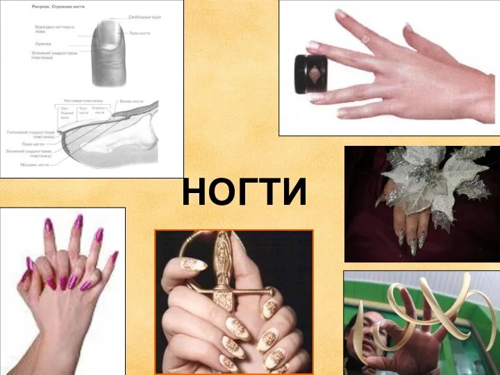 НОГТИ