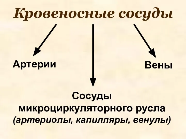 Кровеносные сосуды Артерии Вены Сосуды микроциркуляторного русла (артериолы, капилляры, венулы)