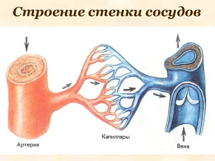 Строение стенки сосудов