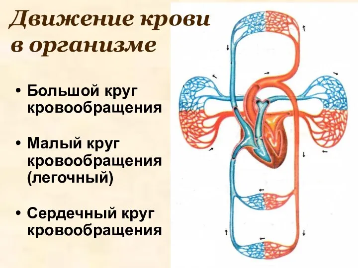 Движение крови в организме Большой круг кровообращения Малый круг кровообращения (легочный) Сердечный круг кровообращения