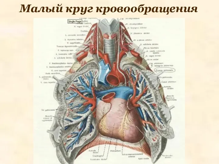 Малый круг кровообращения