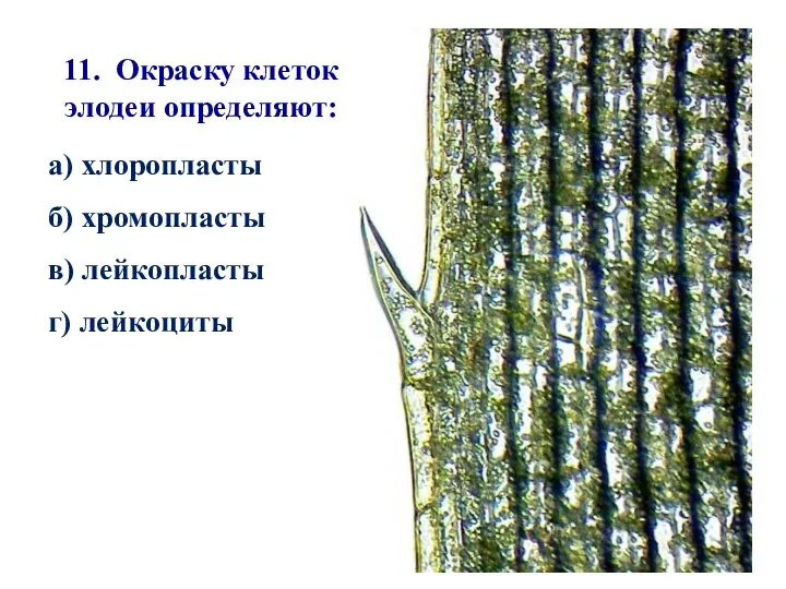 11. Окраску клеток элодеи определяют: а) хлоропласты б) хромопласты в) лейкопласты г) лейкоциты