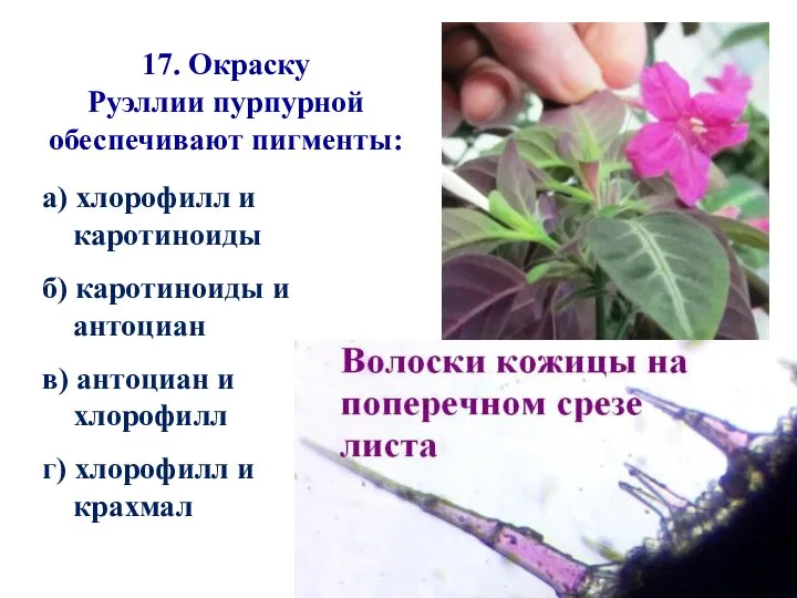 17. Окраску Руэллии пурпурной обеспечивают пигменты: а) хлорофилл и каротиноиды б)