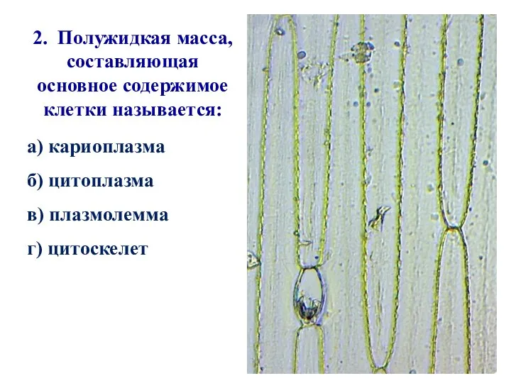 2. Полужидкая масса, составляющая основное содержимое клетки называется: а) кариоплазма б) цитоплазма в) плазмолемма г) цитоскелет