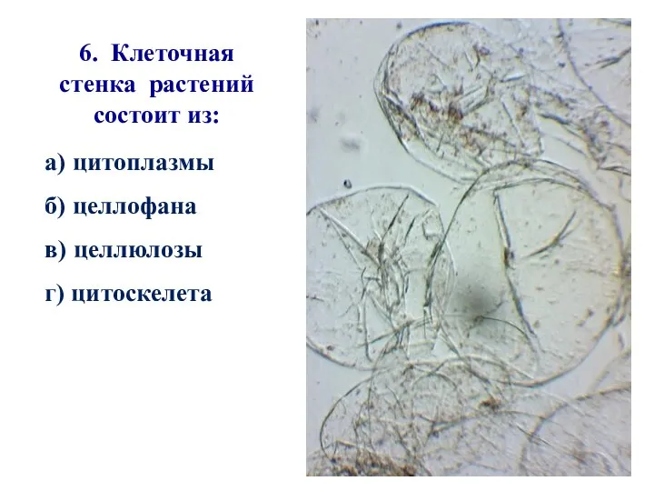 6. Клеточная стенка растений состоит из: а) цитоплазмы б) целлофана в) целлюлозы г) цитоскелета