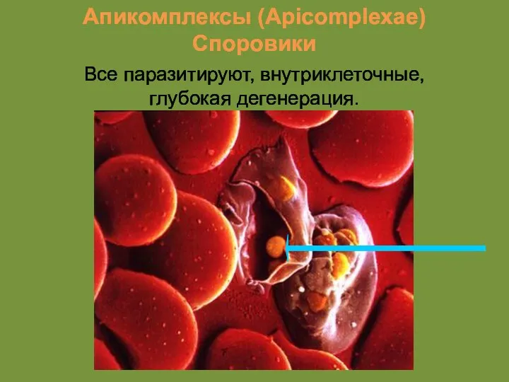 Апикомплексы (Apicomplexae) Споровики Все паразитируют, внутриклеточные, глубокая дегенерация.