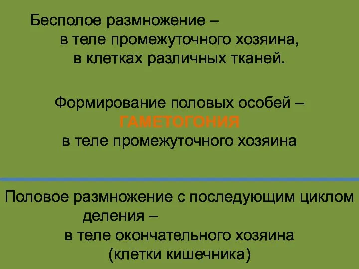 Бесполое размножение – ШИЗОГОНИЯ в теле промежуточного хозяина, в клетках различных