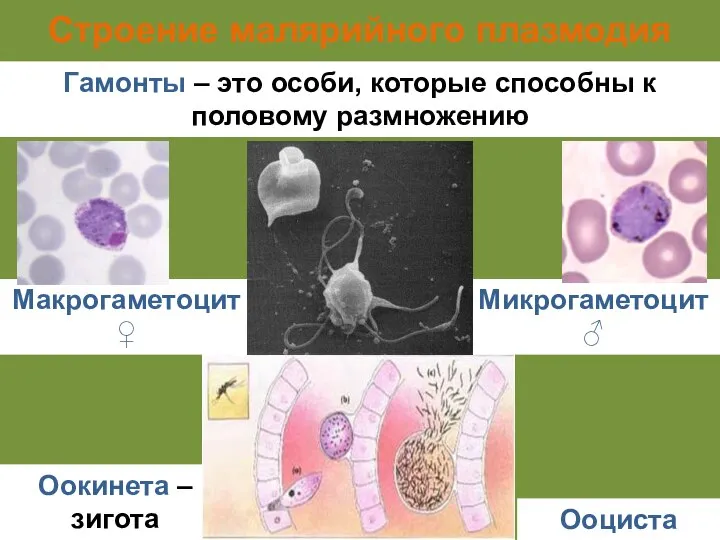 Строение малярийного плазмодия Гамонты – это особи, которые способны к половому