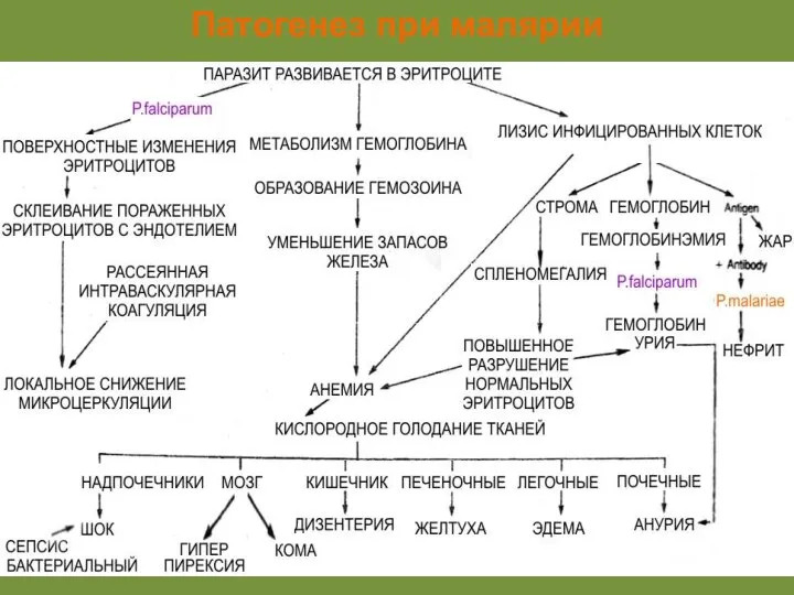 Патогенез при малярии