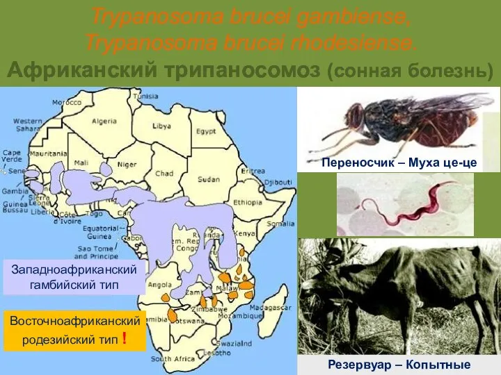 Trypanosoma brucei gambiense, Trypanosoma brucei rhodesiense. Африканский трипаносомоз (сонная болезнь) Восточноафриканский