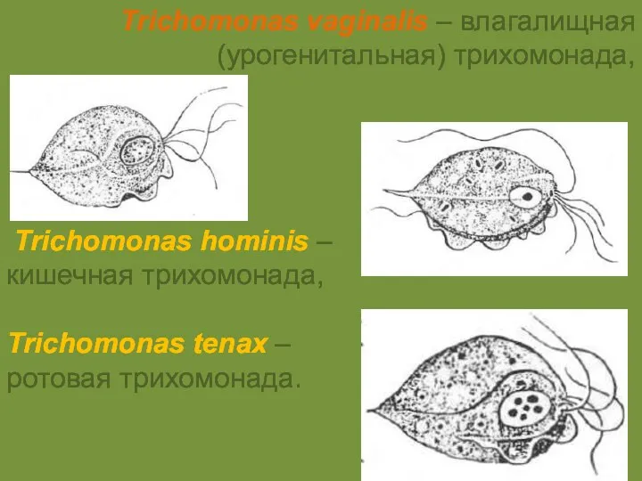 Trichomonas vaginalis – влагалищная (урогенитальная) трихомонада, Trichomonas hominis – кишечная трихомонада, Trichomonas tenax – ротовая трихомонада.
