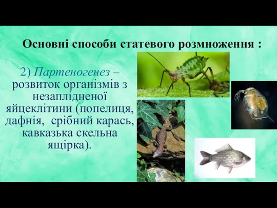 Основні способи статевого розмноження : 2) Партеногенез – розвиток організмів з