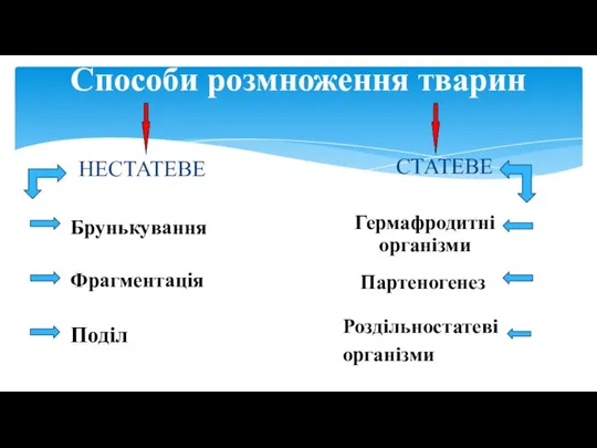 Способи розмноження тварин НЕСТАТЕВЕ СТАТЕВЕ Брунькування Фрагментація Поділ Гермафродитні організми Партеногенез Роздільностатеві організми