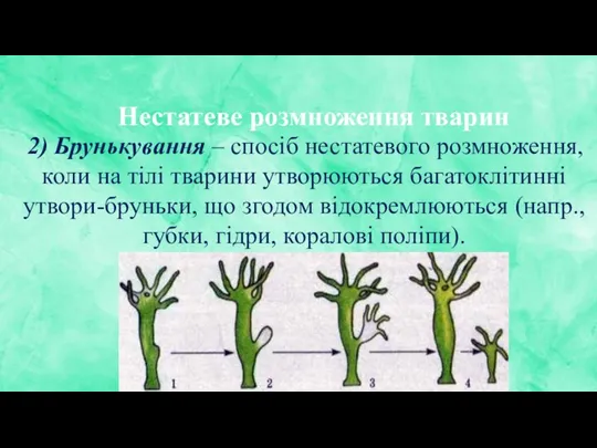 Нестатеве розмноження тварин 2) Брунькування – спосіб нестатевого розмноження, коли на