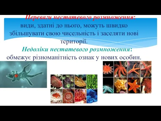 Переваги нестатевого розмноження: види, здатні до нього, можуть швидко збільшувати свою