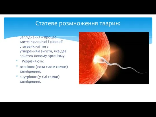 Запліднення – процес злиття чоловічої і жіночої статевих клітин з утворенням