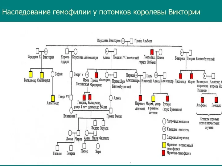 Наследование гемофилии у потомков королевы Виктории