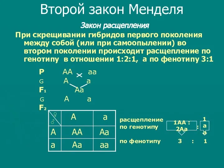 Второй закон Менделя Закон расщепления При скрещивании гибридов первого поколения между