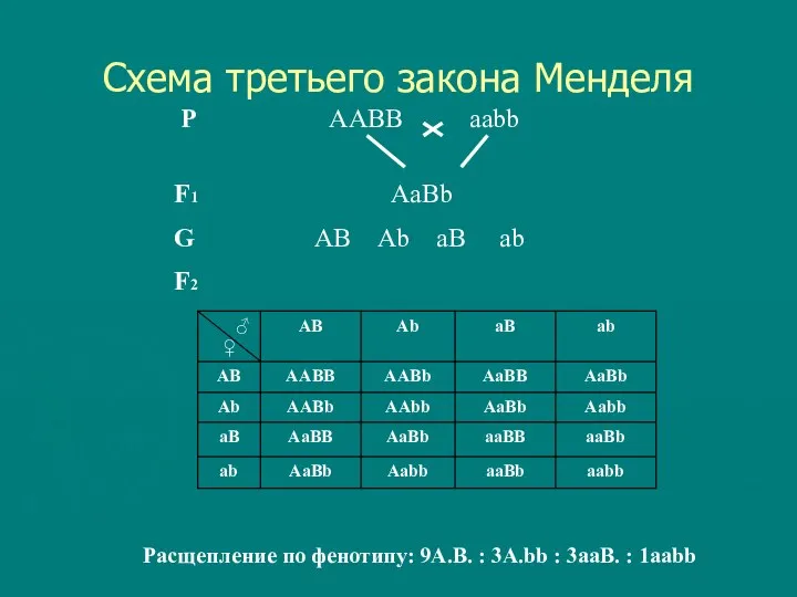 Схема третьего закона Менделя P AABB aabb F1 AaBb G АВ