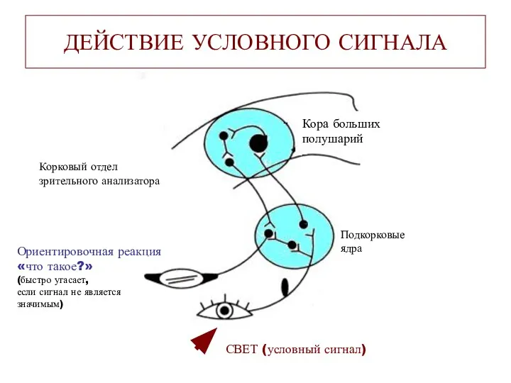 ДЕЙСТВИЕ УСЛОВНОГО СИГНАЛА Кора больших полушарий Корковый отдел зрительного анализатора СВЕТ