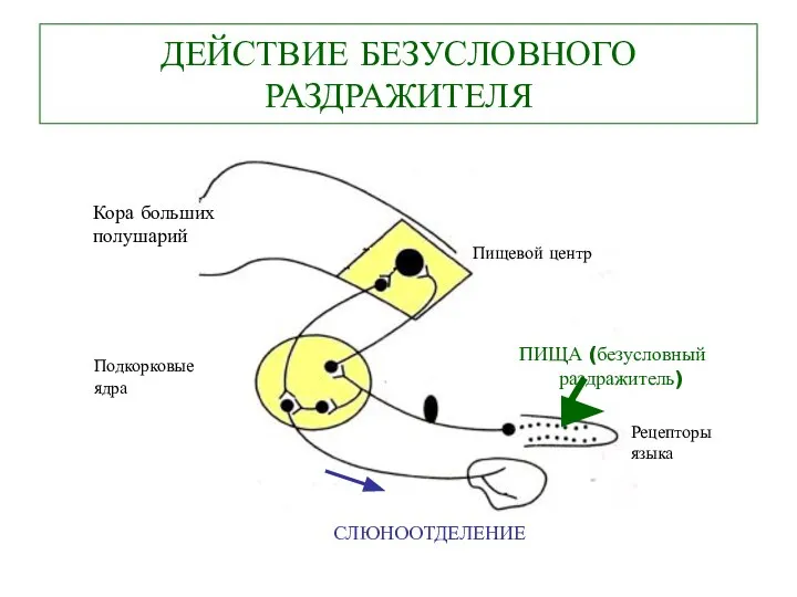 ДЕЙСТВИЕ БЕЗУСЛОВНОГО РАЗДРАЖИТЕЛЯ Кора больших полушарий Пищевой центр Подкорковые ядра ПИЩА (безусловный раздражитель) Рецепторы языка СЛЮНООТДЕЛЕНИЕ