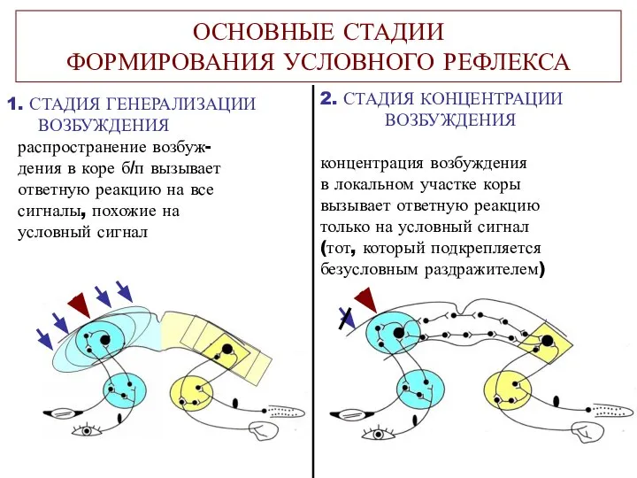 ОСНОВНЫЕ СТАДИИ ФОРМИРОВАНИЯ УСЛОВНОГО РЕФЛЕКСА 1. СТАДИЯ ГЕНЕРАЛИЗАЦИИ ВОЗБУЖДЕНИЯ распространение возбуж-