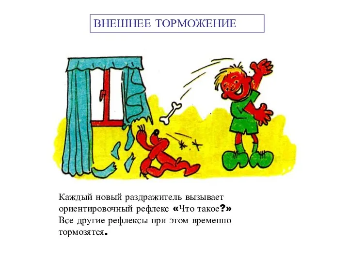 Каждый новый раздражитель вызывает ориентировочный рефлекс «Что такое?» Все другие рефлексы