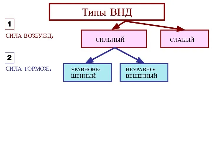 СИЛА ВОЗБУЖД. СИЛА ТОРМОЖ. Типы ВНД СИЛЬНЫЙ СЛАБЫЙ УРАВНОВЕ- ШЕННЫЙ НЕУРАВНО- ВЕШЕННЫЙ 1 2