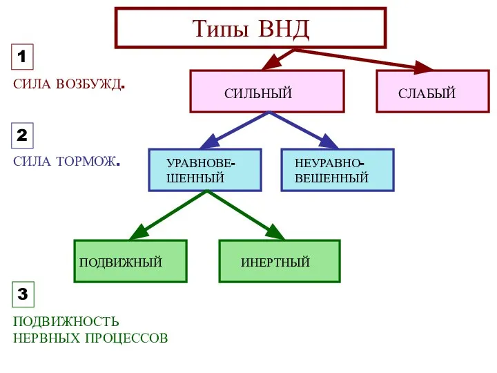 СИЛА ВОЗБУЖД. СИЛА ТОРМОЖ. Типы ВНД СИЛЬНЫЙ СЛАБЫЙ УРАВНОВЕ- ШЕННЫЙ НЕУРАВНО-