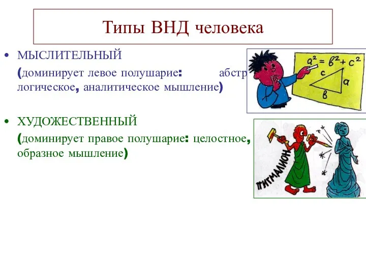 Типы ВНД человека МЫСЛИТЕЛЬНЫЙ (доминирует левое полушарие: абстрактно-логическое, аналитическое мышление) ХУДОЖЕСТВЕННЫЙ