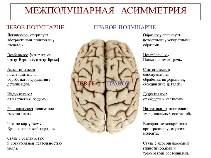 МЕЖПОЛУШАРНАЯ АСИММЕТРИЯ ЛЕВОЕ ПРАВОЕ ЛЕВОЕ ПОЛУШАРИЕ ПРАВОЕ ПОЛУШАРИЕ Логическое, оперирует абстрактными