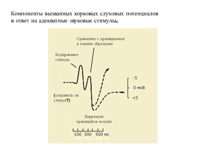 Компоненты вызванных корковых слуховых потенциалов в ответ на адекватные звуковые стимулы.