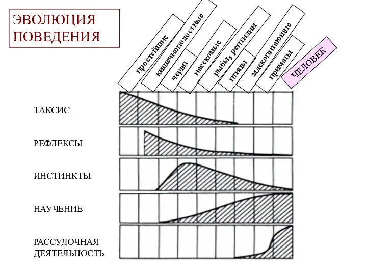 простейшие кишечнополостные черви насекомые рыбы, рептилии птицы млекопитающие приматы ЧЕЛОВЕК ТАКСИС