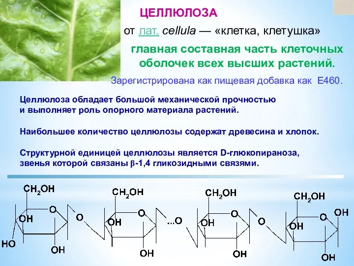 ЦЕЛЛЮЛОЗА Целлюлоза обладает большой механической прочностью и выполняет роль опорного материала