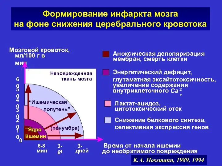 Неповрежденная ткань мозга Аноксическая деполяризация мембран, смерть клетки Лактат-ацидоз, цитотоксический отек