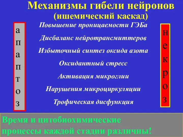 Повышение проницаемости ГЭБа Дисбаланс нейротрансмиттеров Избыточный синтез оксида азота Оксидантный стресс