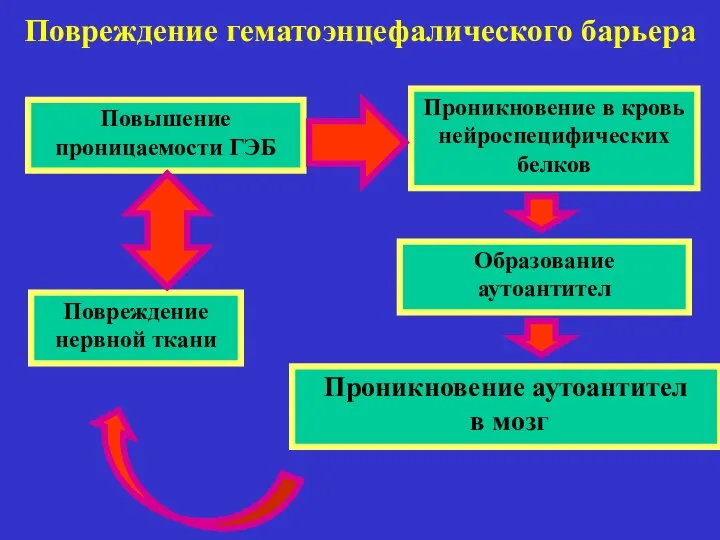 Повреждение гематоэнцефалического барьера Проникновение в кровь нейроспецифических белков Образование аутоантител Проникновение