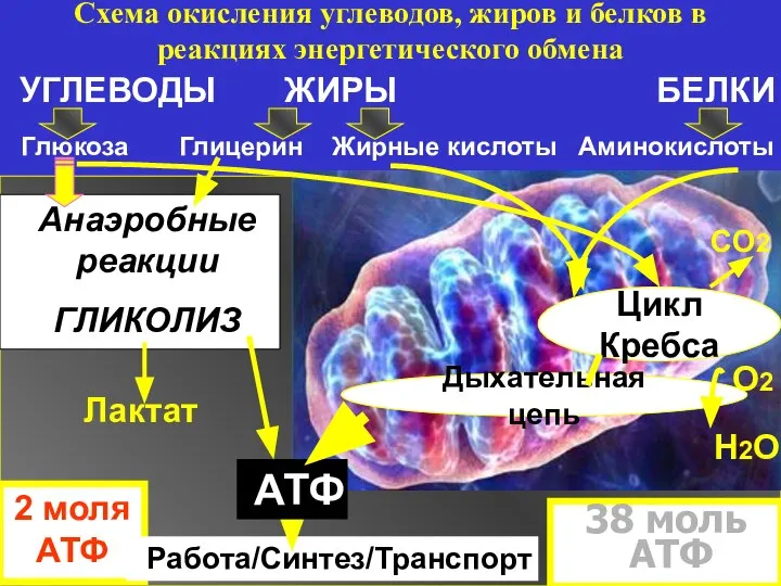 Схема окисления углеводов, жиров и белков в реакциях энергетического обмена УГЛЕВОДЫ