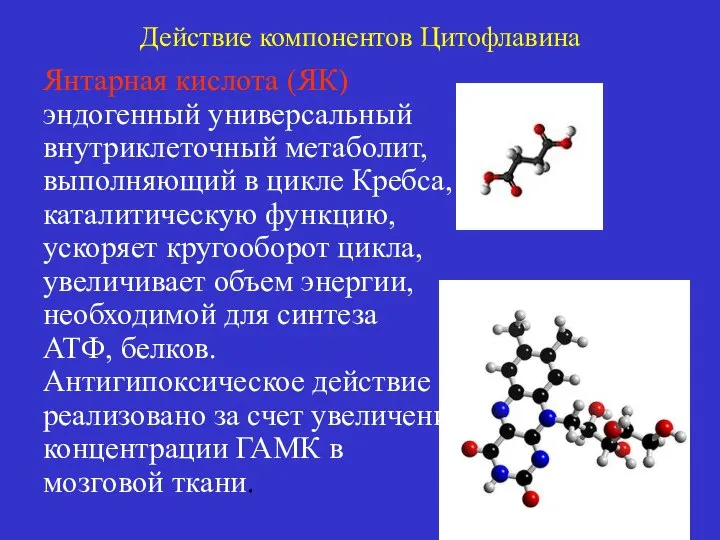 Действие компонентов Цитофлавина Янтарная кислота (ЯК) эндогенный универсальный внутриклеточный метаболит, выполняющий