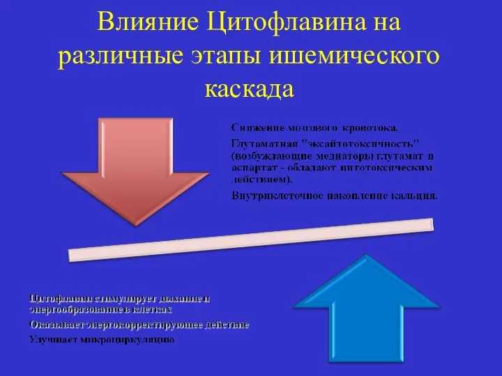 Влияние Цитофлавина на различные этапы ишемического каскада