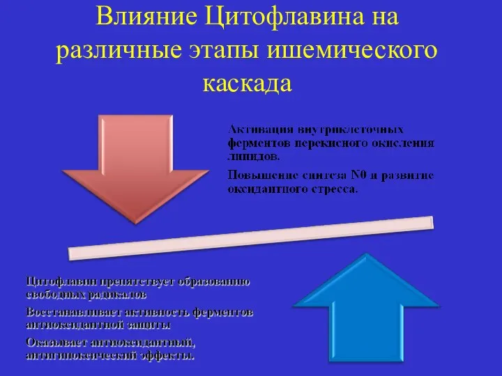 Влияние Цитофлавина на различные этапы ишемического каскада