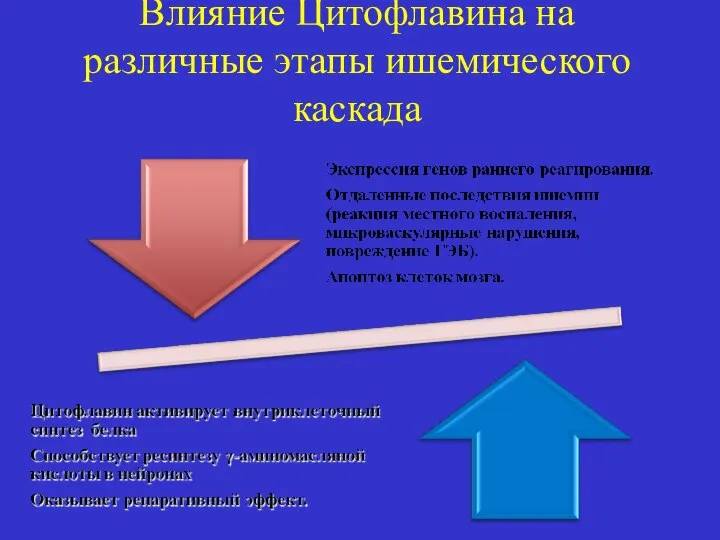 Влияние Цитофлавина на различные этапы ишемического каскада